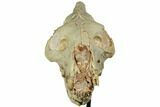 Fossil Oreodont (Merycoidodon) Skull On Metal Stand - Nebraska #192059-3